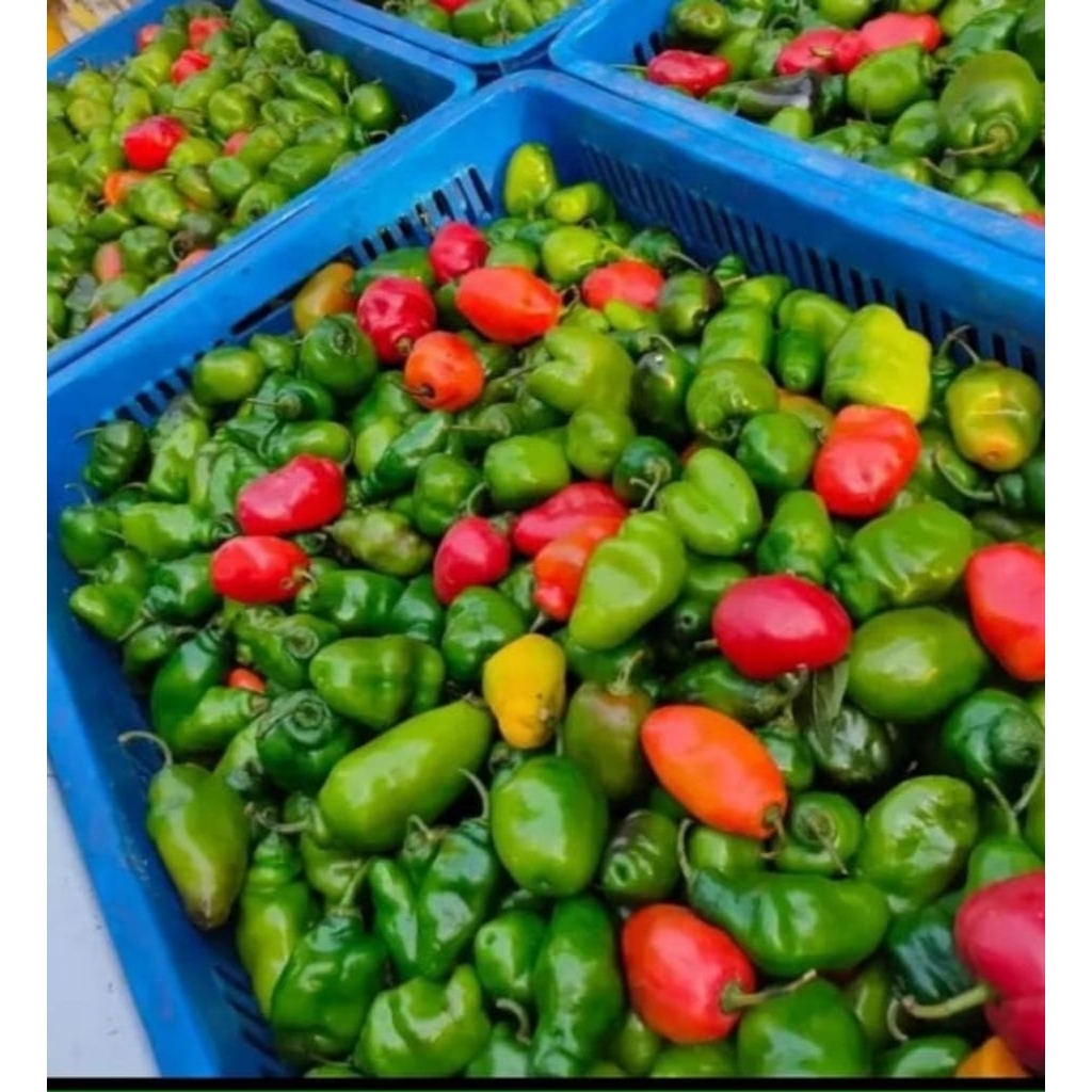 

Cabe Gendot / Bendot Segar Fres Isi 1Kg Paket Hemat Buah/Sayuran Cabe Gendot