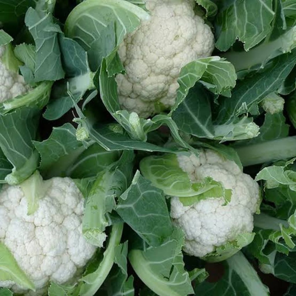 kembang kol fresh termurah 500 gram 1 kg