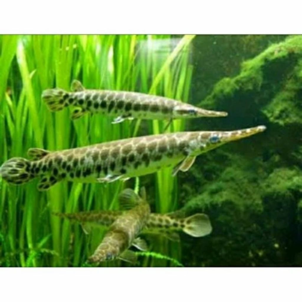 Hiasan Aquarium Florida Gar