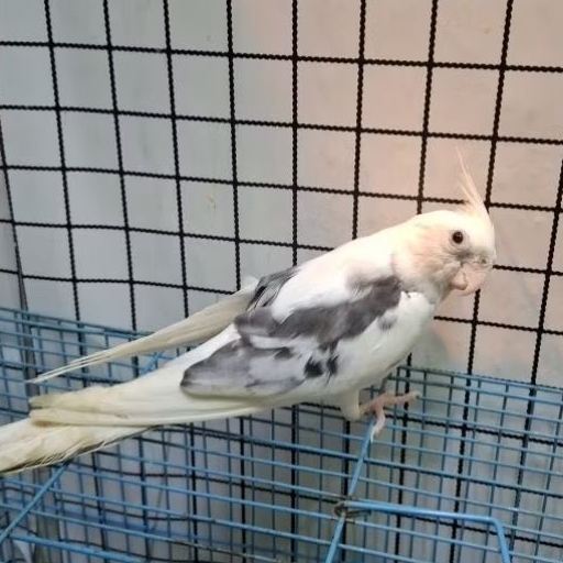 Falk white face dewasa jantan