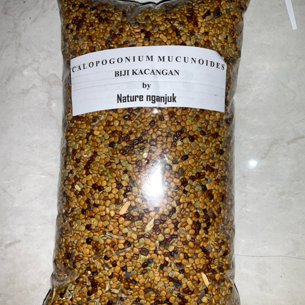 

1KG BENIH KACANG CM Calopogonium mucunoides Premium biji kacangan berkualitas