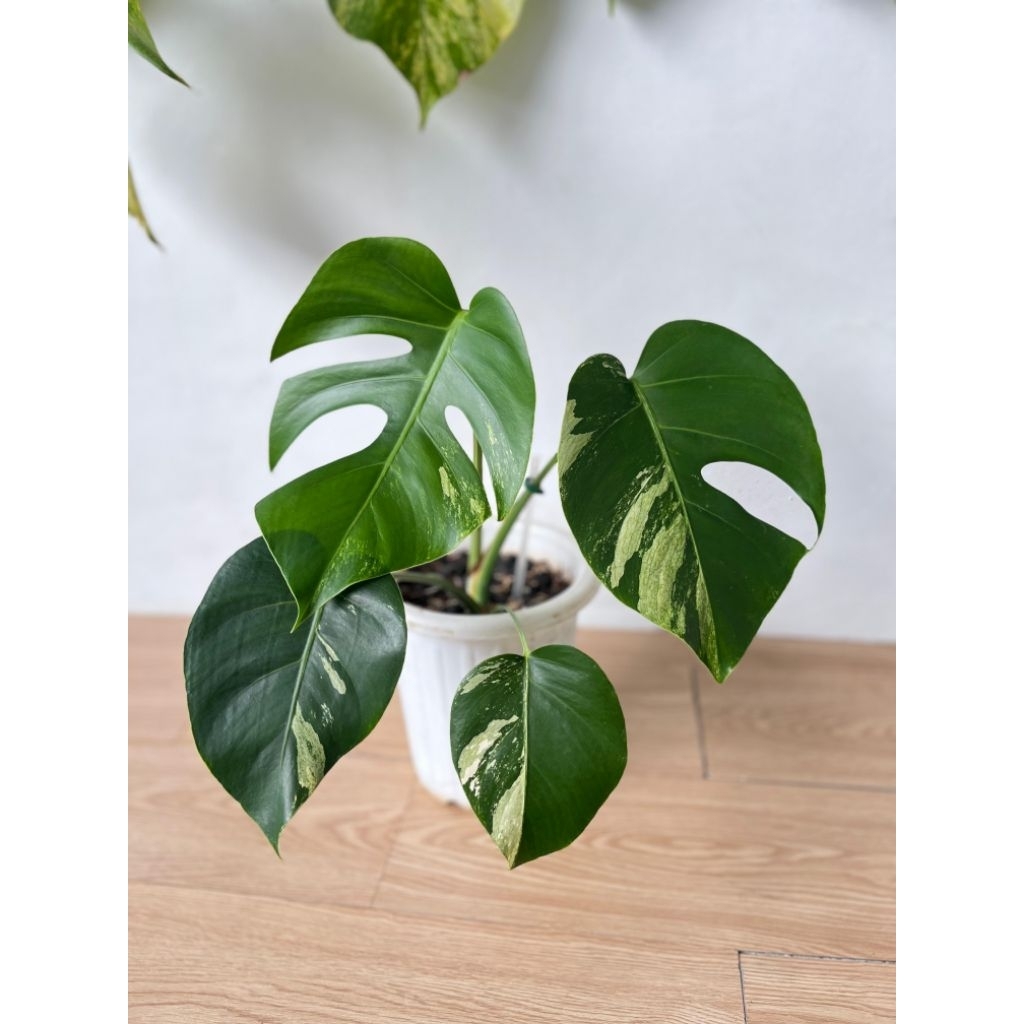 Monstera mint ( jungle mint )