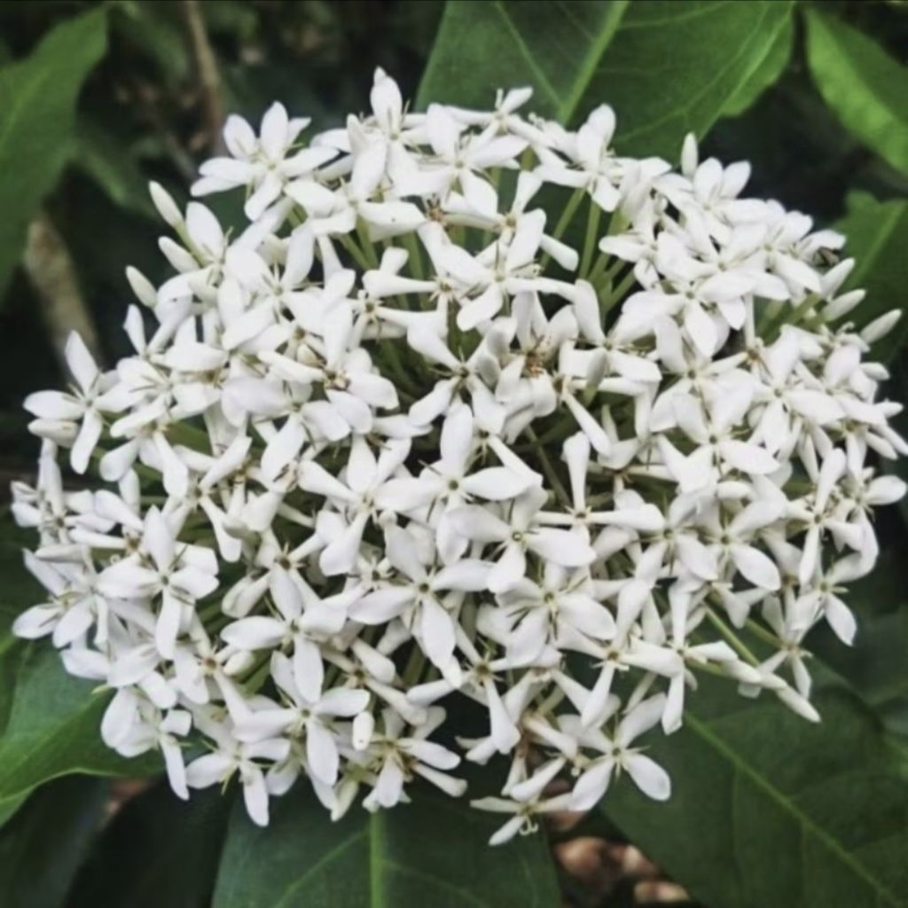 [ BTG BESAR ] Ixora finlaysoniana / asoka putih bunga harum wangi / bibit tanaman hias bunga