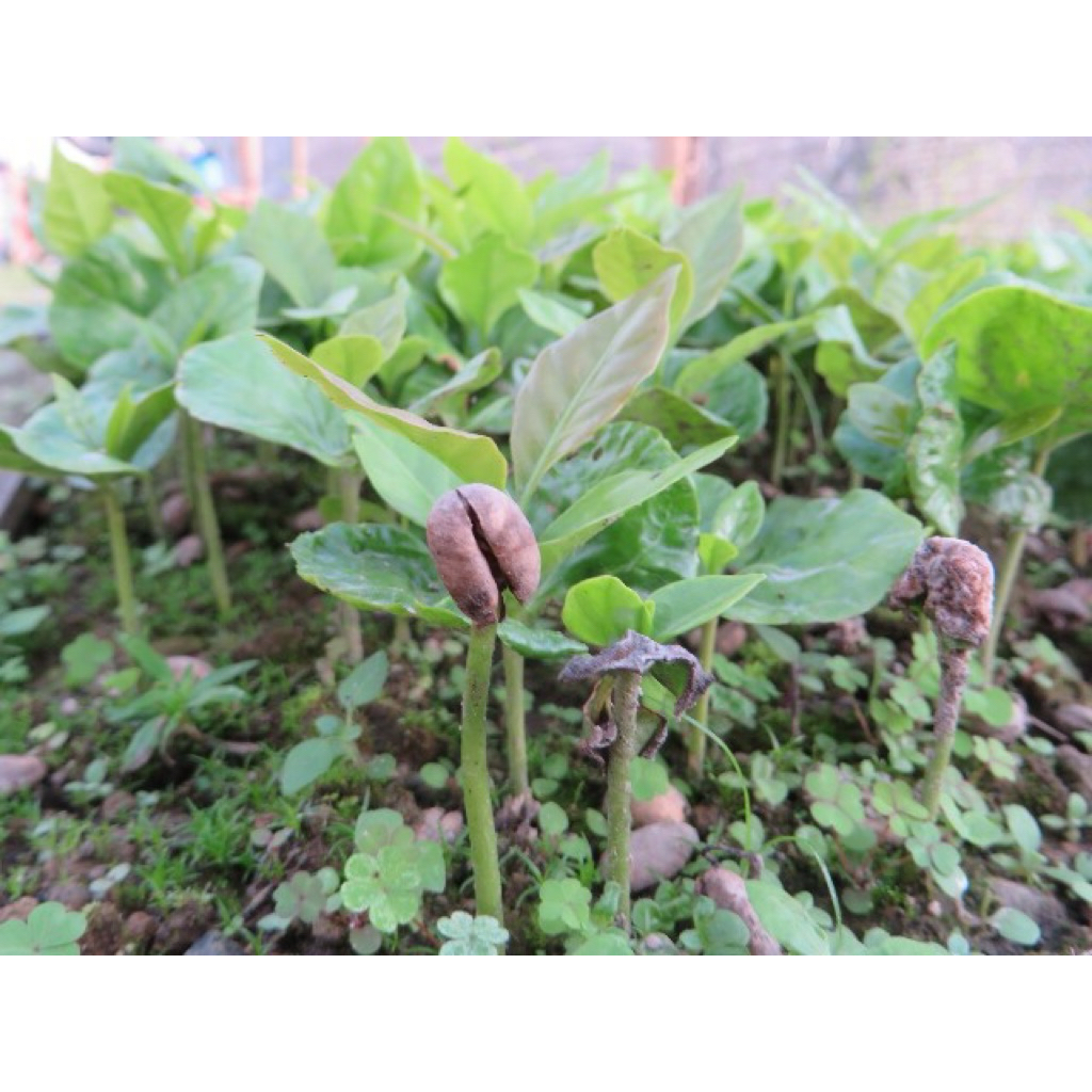 Bibit Kopi Robusta | siap tanam