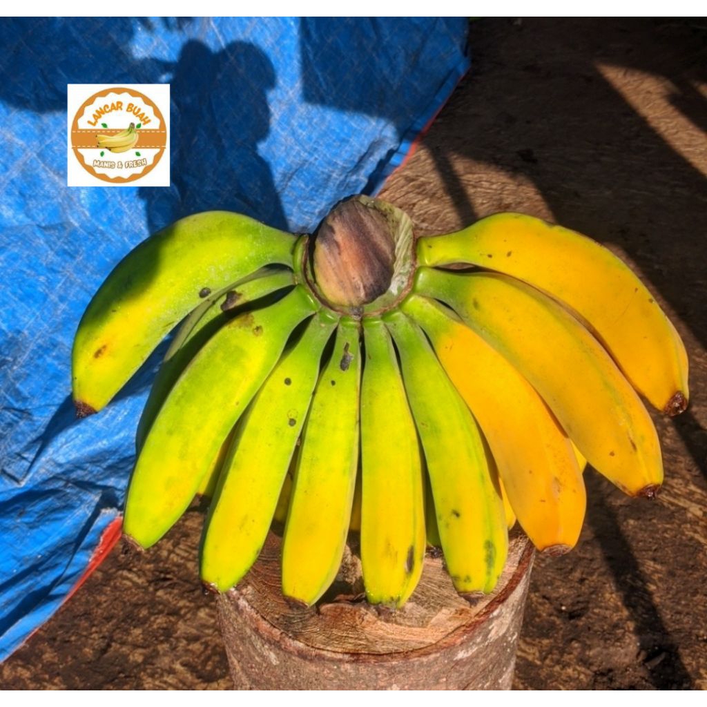 

Buah Pisang Raja Bulu Super 1 sisir