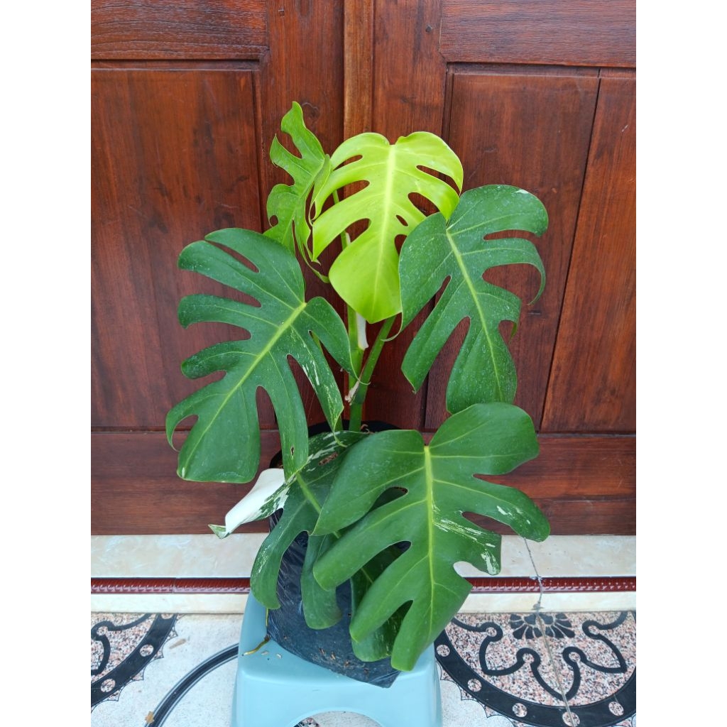 Tanaman Hias Monstera Varigata | Monstera Varigata Nyiprit