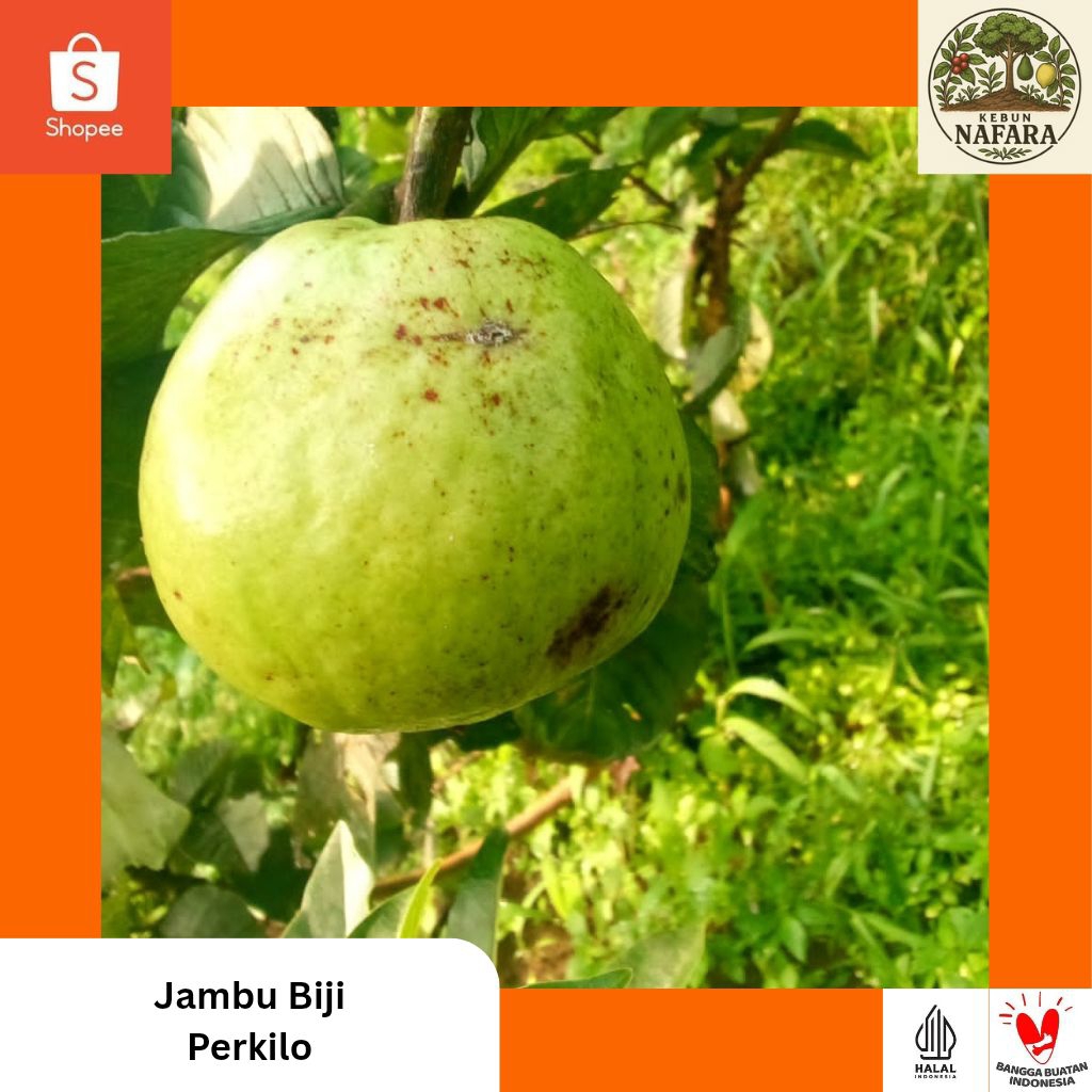 

Jambu Biji (Perkilo)