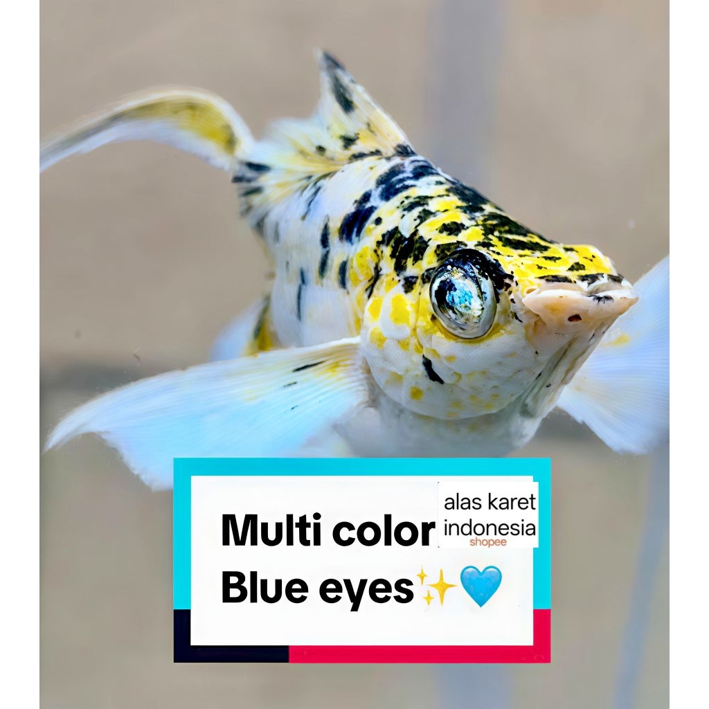 Hiasan Aquarium Ikan Molly Balon Cawang THAILAND Mix Mata Biru