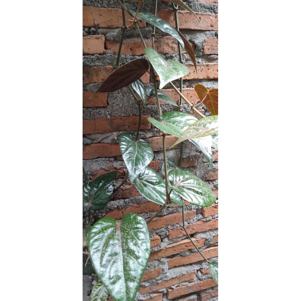 

Daun sirih merah segar. daun sirih merah herbal. daun sirih merah baru petik