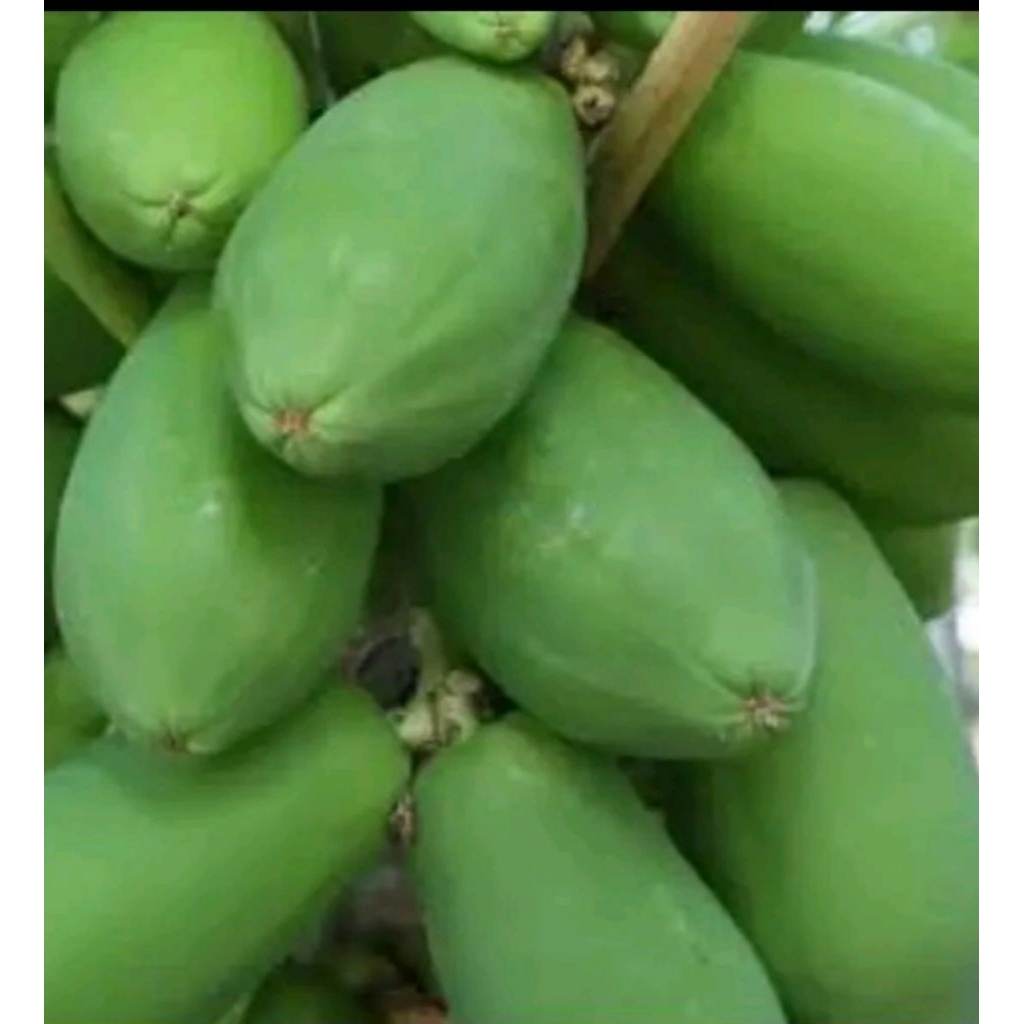 

PEPAYA MUDA SAYURR