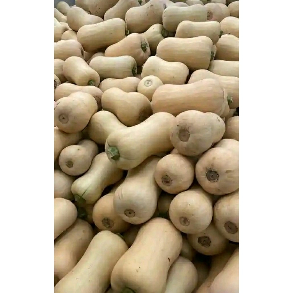 Buah Labu madu-labu Butternut (-+)1kg