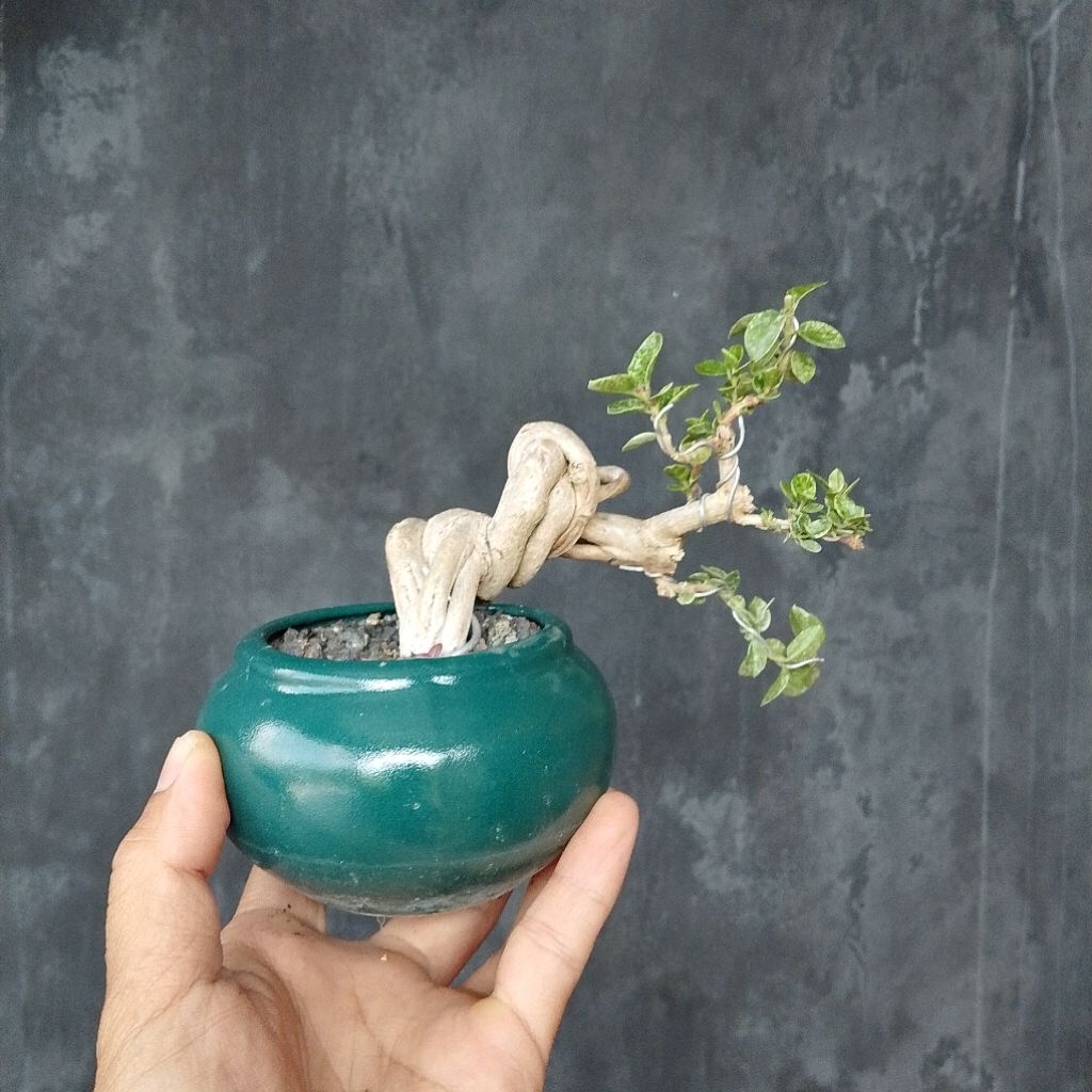 Bonsai shito mame sancang variegata