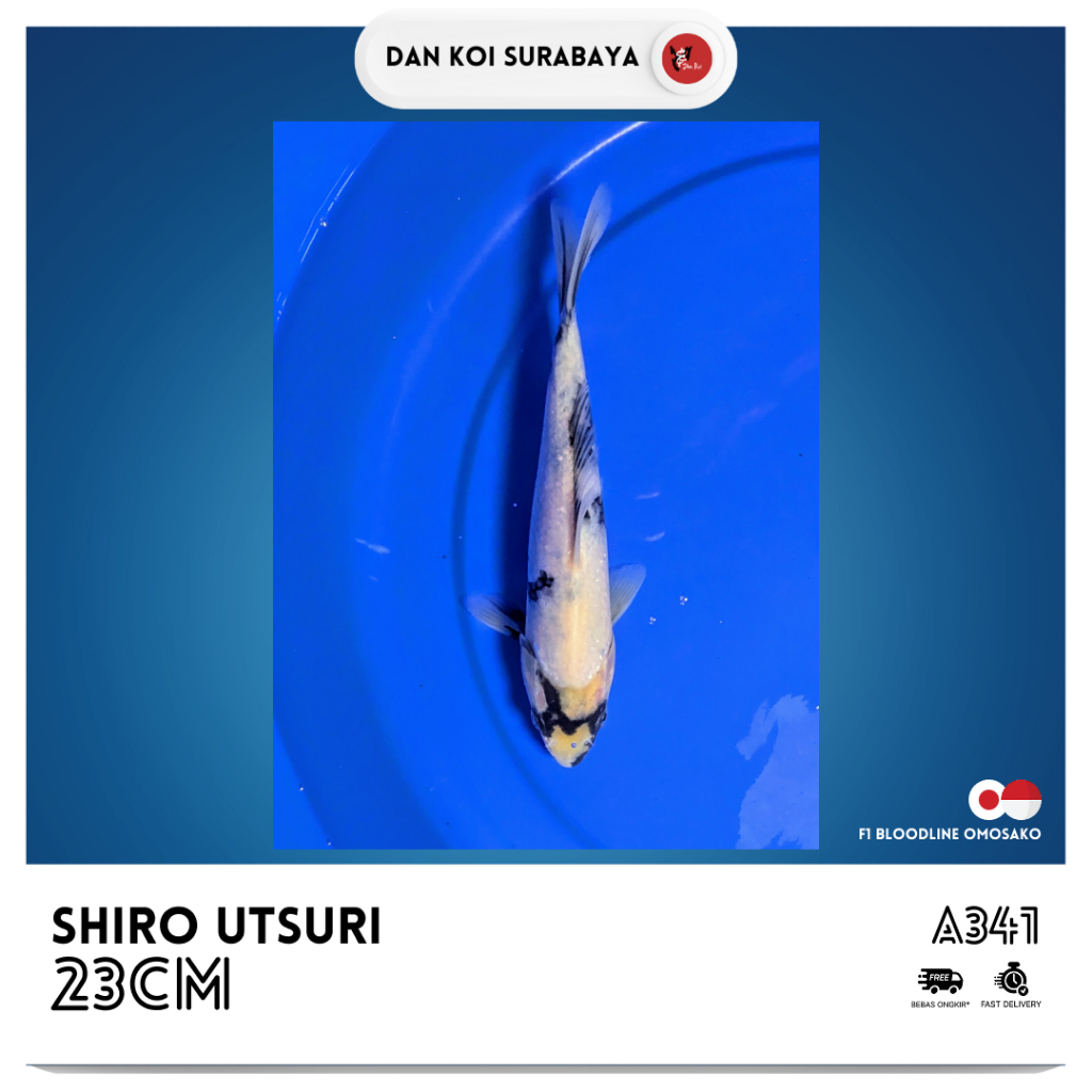 Ikan Koi Shiro Utsuri F1 Bloodline Omosako Kode A341