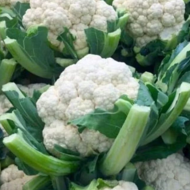 

KEMBANG KOL FRESH SLALU FRESH TIAP HARI