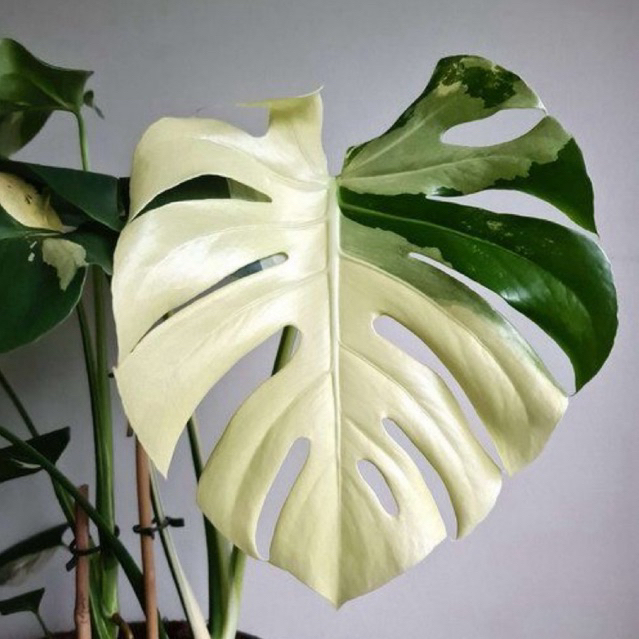 ( BISA COD ) Tanaman Hias Monstera Deliciosa Varigata Putih / Tanaman Indoor Monstera Deliciosa Vari