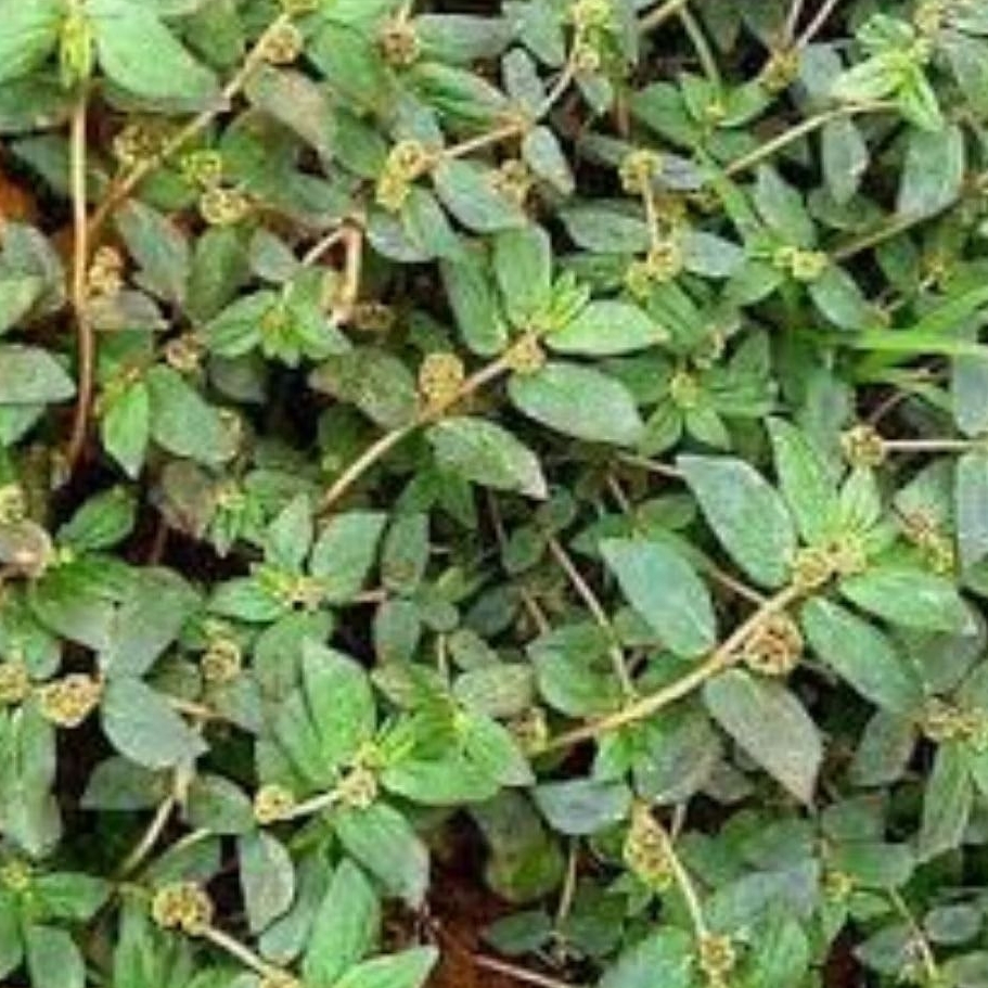 

Daun patikan kebo 500gr segar