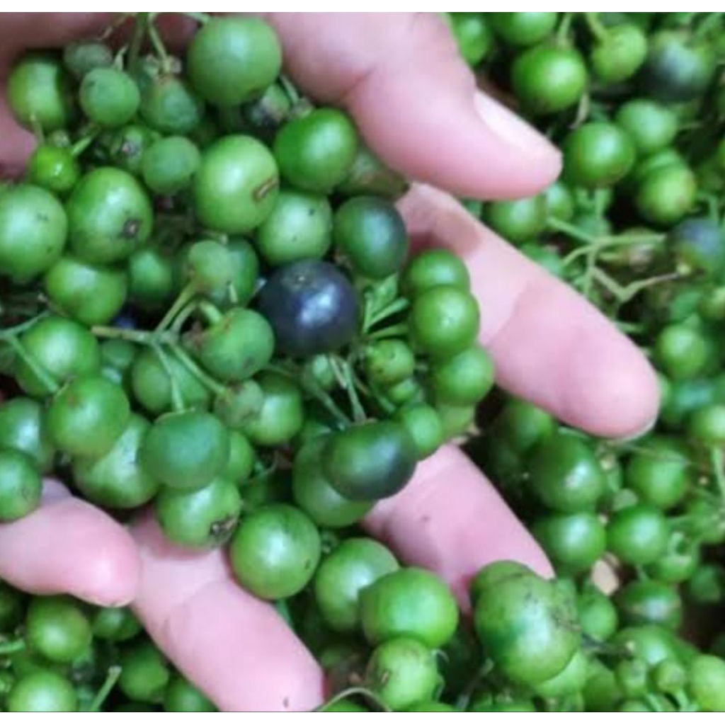 

leunca lalap 250 gram