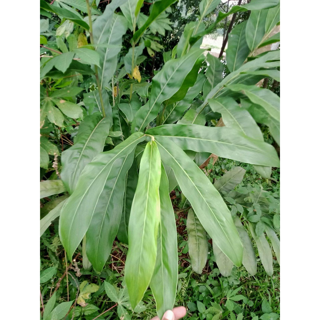 

Daun Lempuyang Segar | Herbal | 250 - 500gr