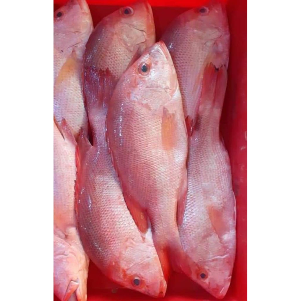 

kakap merah