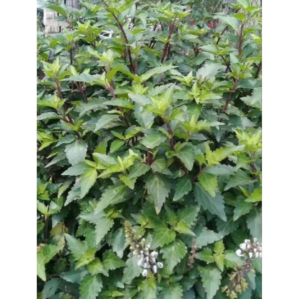 

DAUN KUMIS KUCING SIAP KIRIM /250 GRAM