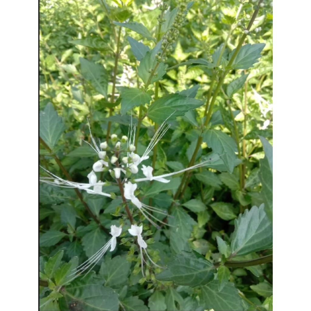 

TERMURAH daun kumis kucing / 100 gram