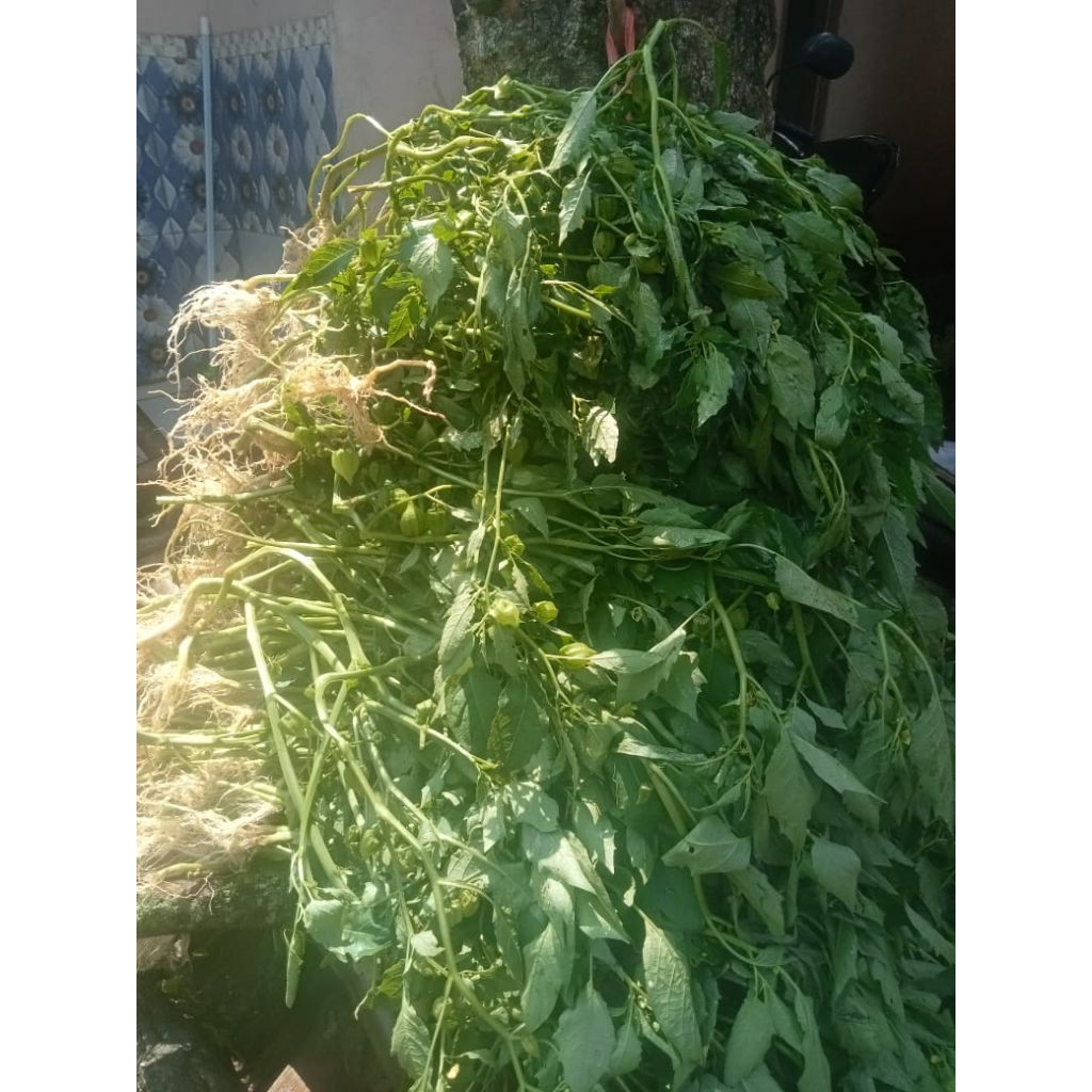 

Daun ciplukan Segar Batang Buah Akar Obat Herbal Alami 1kg