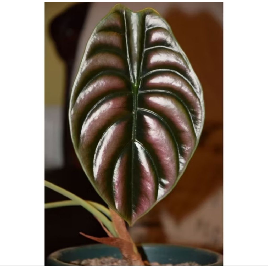 Kembang Desa - Tanaman Hias Alocasia Cuprea