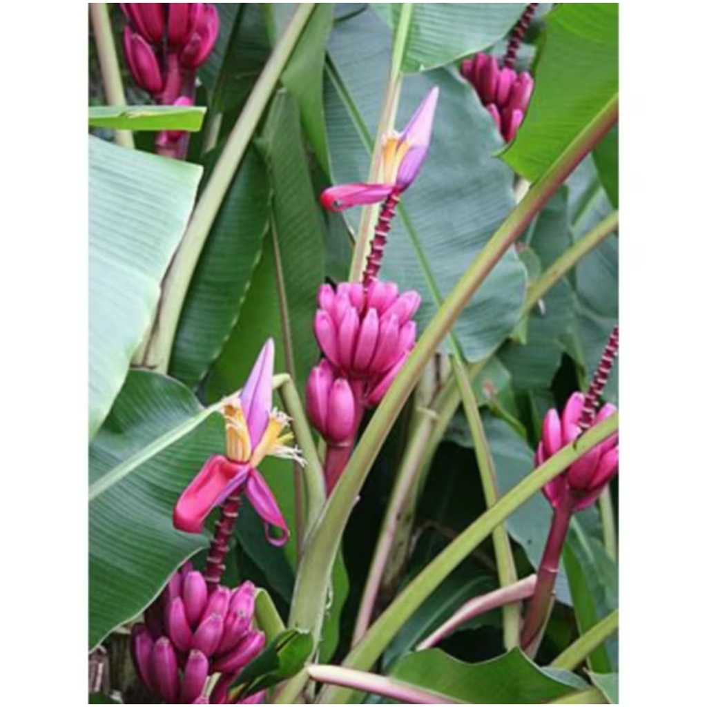 Kembang Desa - Tanaman Hias Pisang Songgo Langit