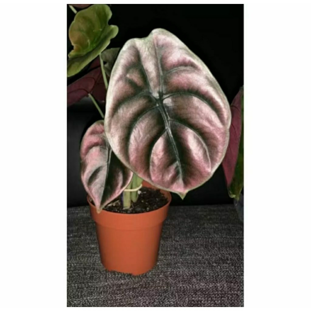 Kembang Desa - tanaman hias alocasia cuprea