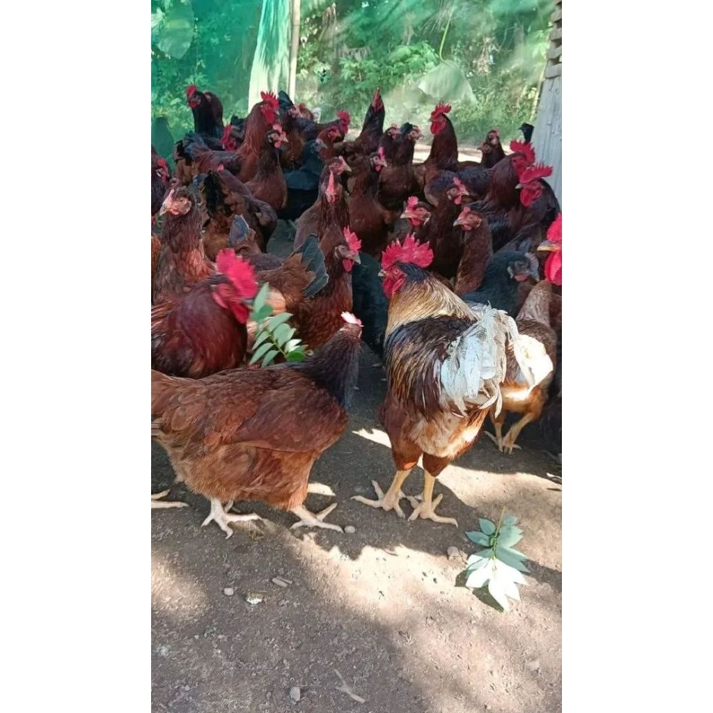

telur fertil ayam isa brown dr indukan PS. untuk di tetaskan