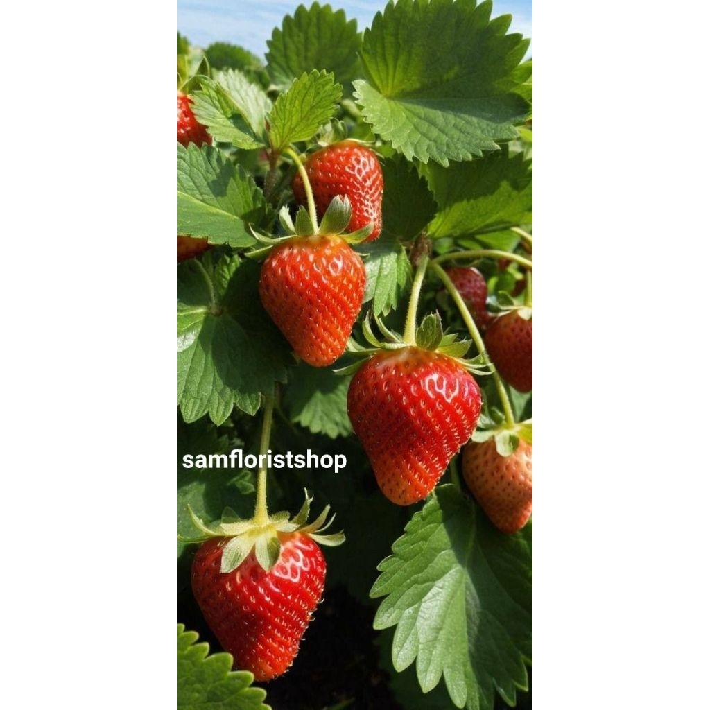 Bibit Buah Strawberry MENCIR - Strawberry Sudah  Berbuah dan berbunga