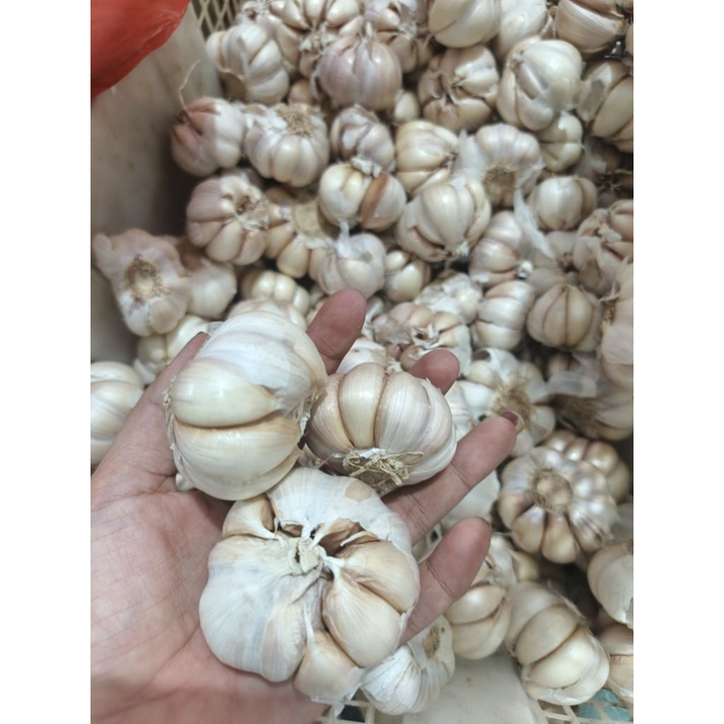 

Bawang putih sinco bersih 500 gram & 1 kg