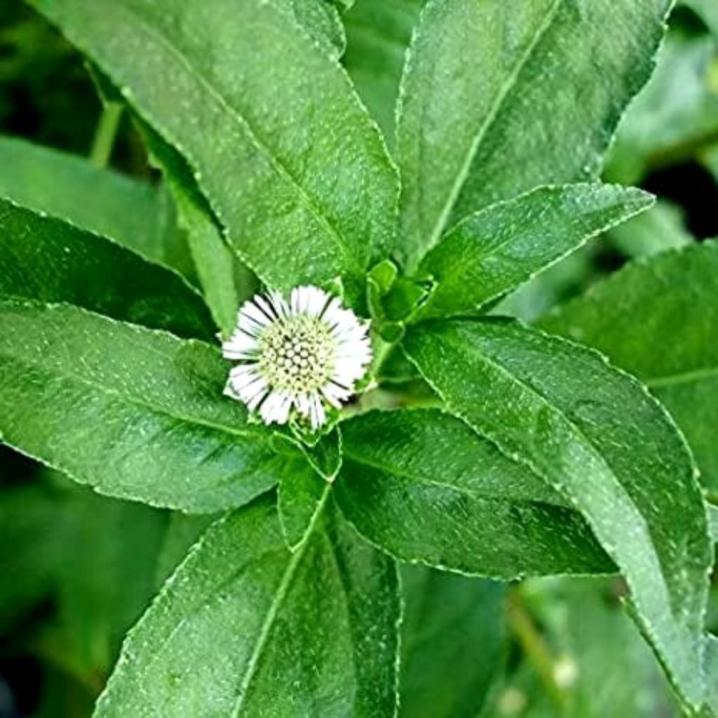 

Daun urang aring segar 250 grm