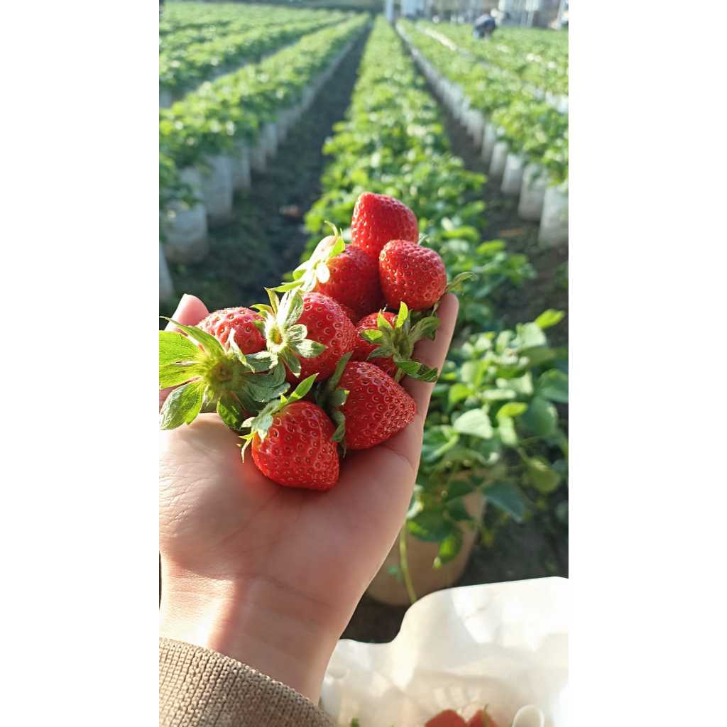 

Buah Strawberry Asli ciwidey segar fresh ber manfaat (khusus pulau jawa)