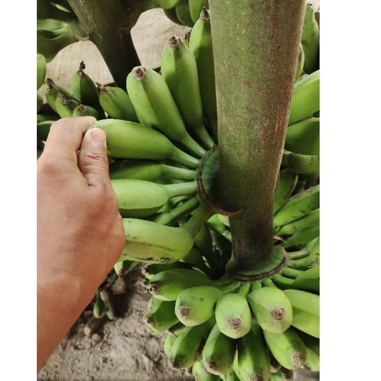 

Pisang Janten mentah Murah partai besar.