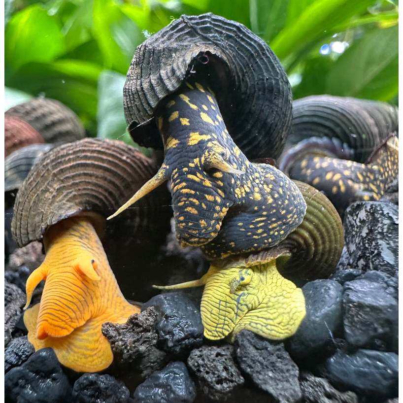 Ornamental Rabbit Snail Siput Pemakan Lumut