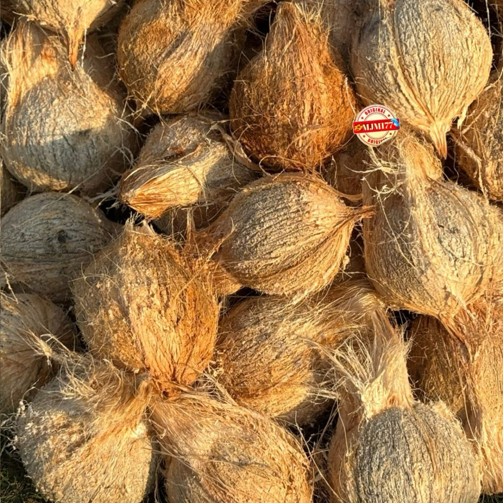 

kelapa tua santan fresh