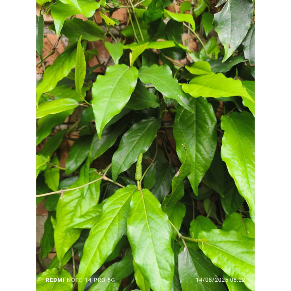 

DAUN CABE JAWA/DAUN KARUK SEGAR 250 g