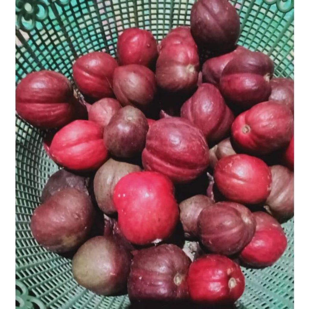 

Buah mahkota dewa segar petik dadakan size 1kg