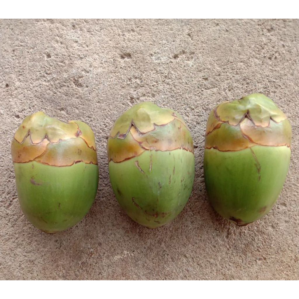 

beluluk kelapa muda fresh isi 5