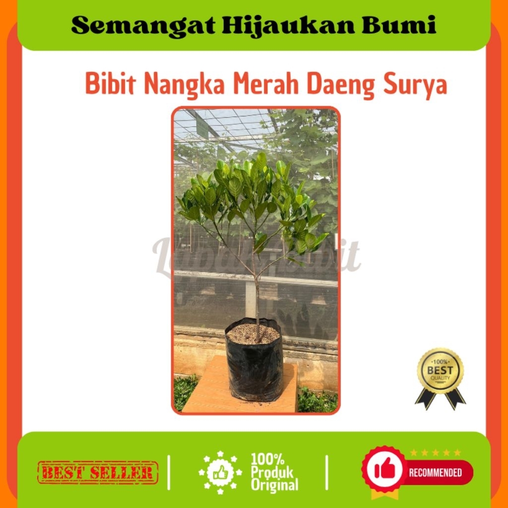Bibit Nangka Merah Daeng Surya