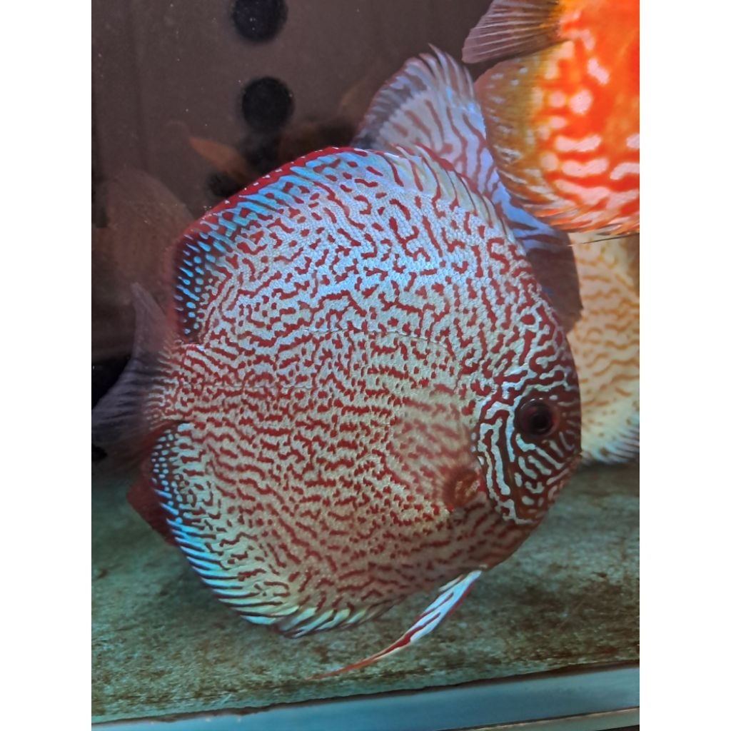 Discus Leopard Snake skin 4,5 inch