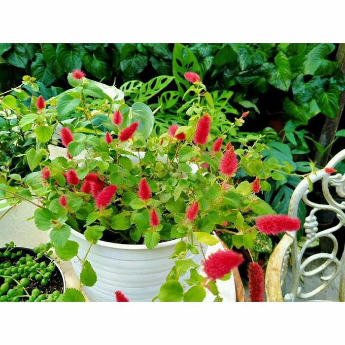 Tanaman Hias Gantung Ekor Kucing Rimbun