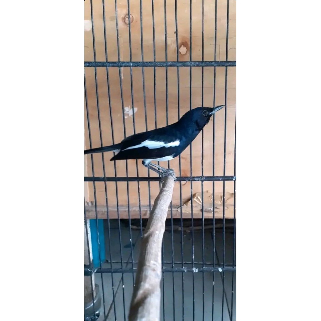 Kacer Kalimantan bahan pilihan