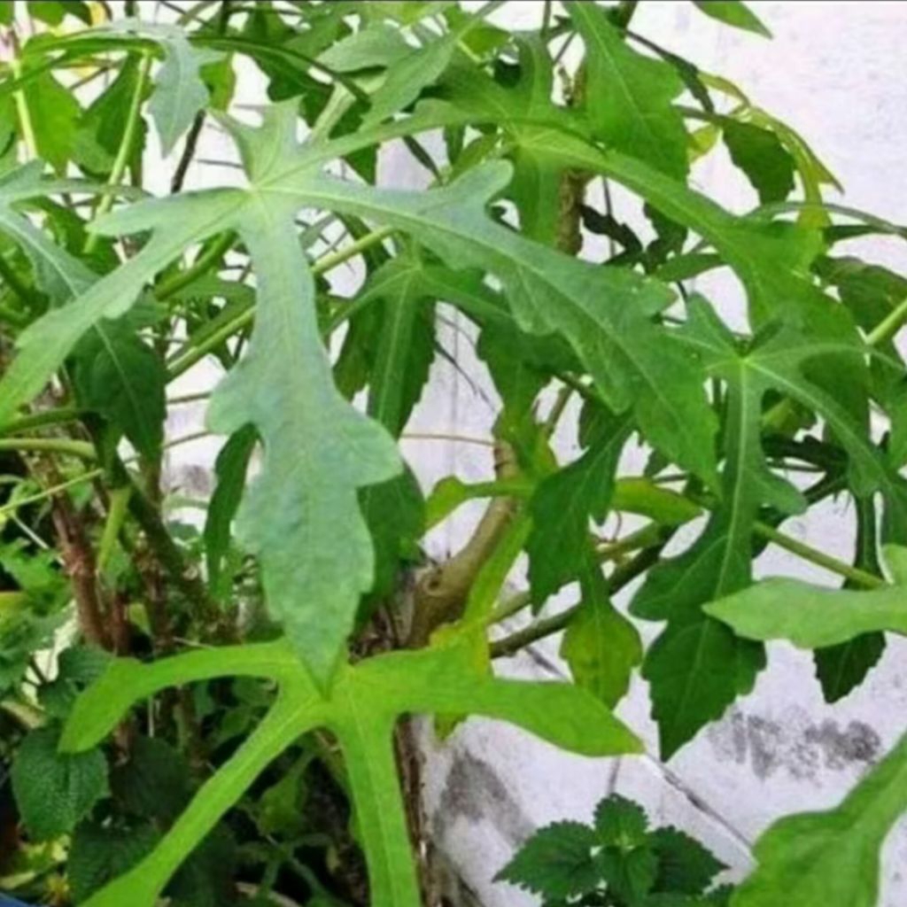 

daun mustJab segar herbal 150 grm