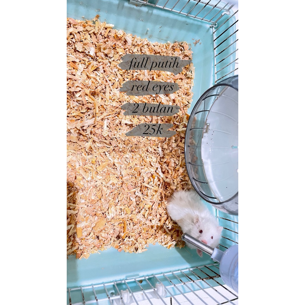 Hamster Syrian Long Hair