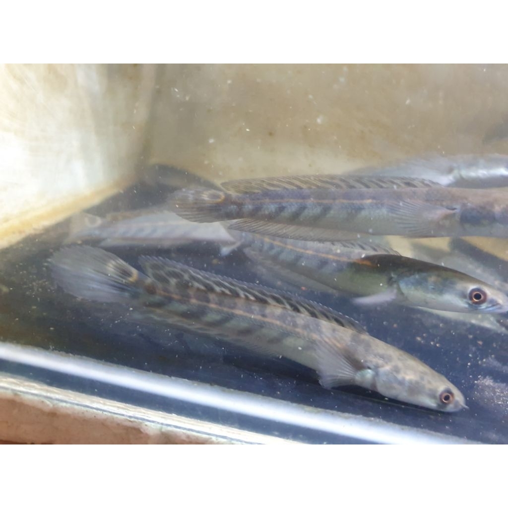 channa yellow sentarum YS 13-15cm batik bar rapi 99999