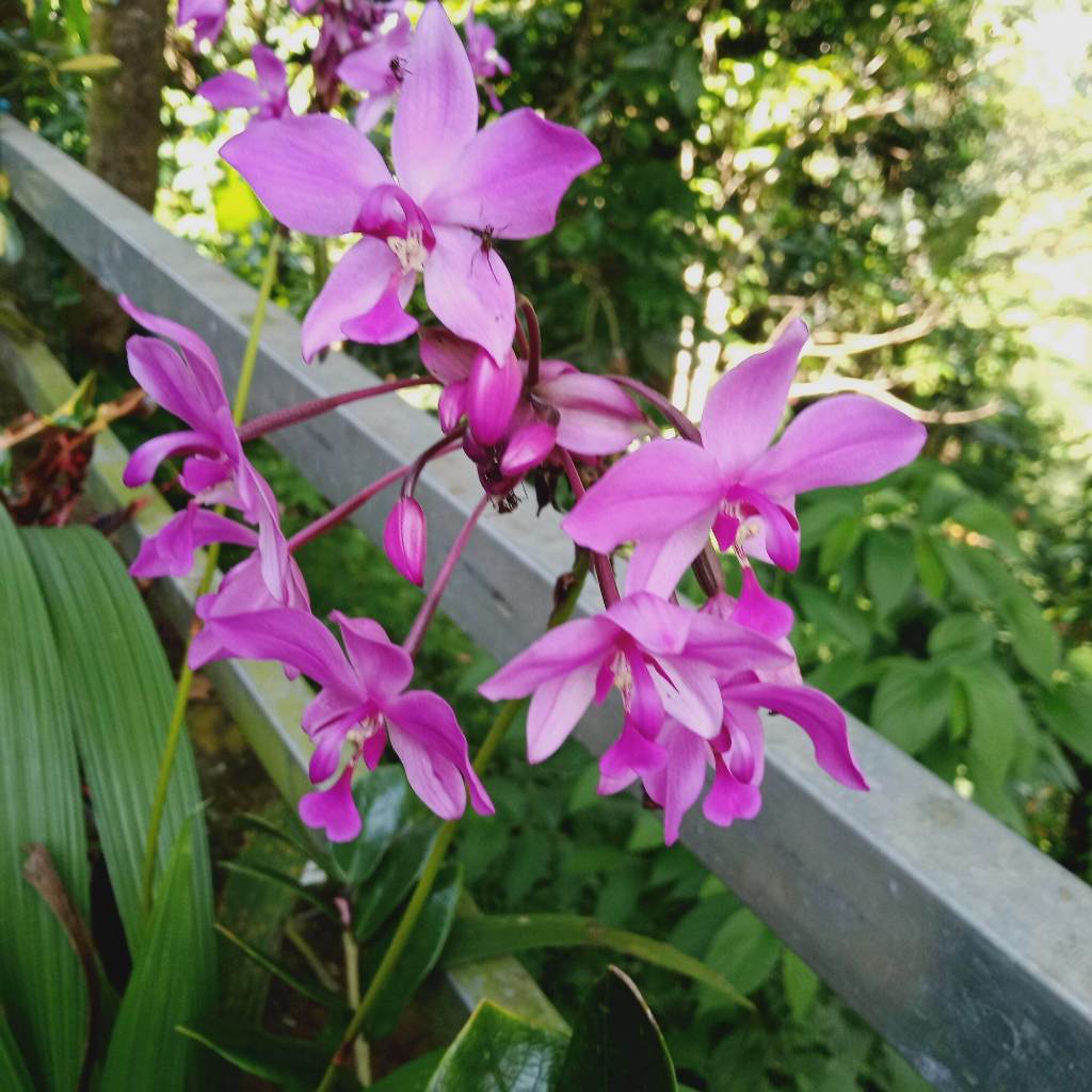 Bibit Bunga Anggrek Pink / Anggrek Tanah Siap Berbunga