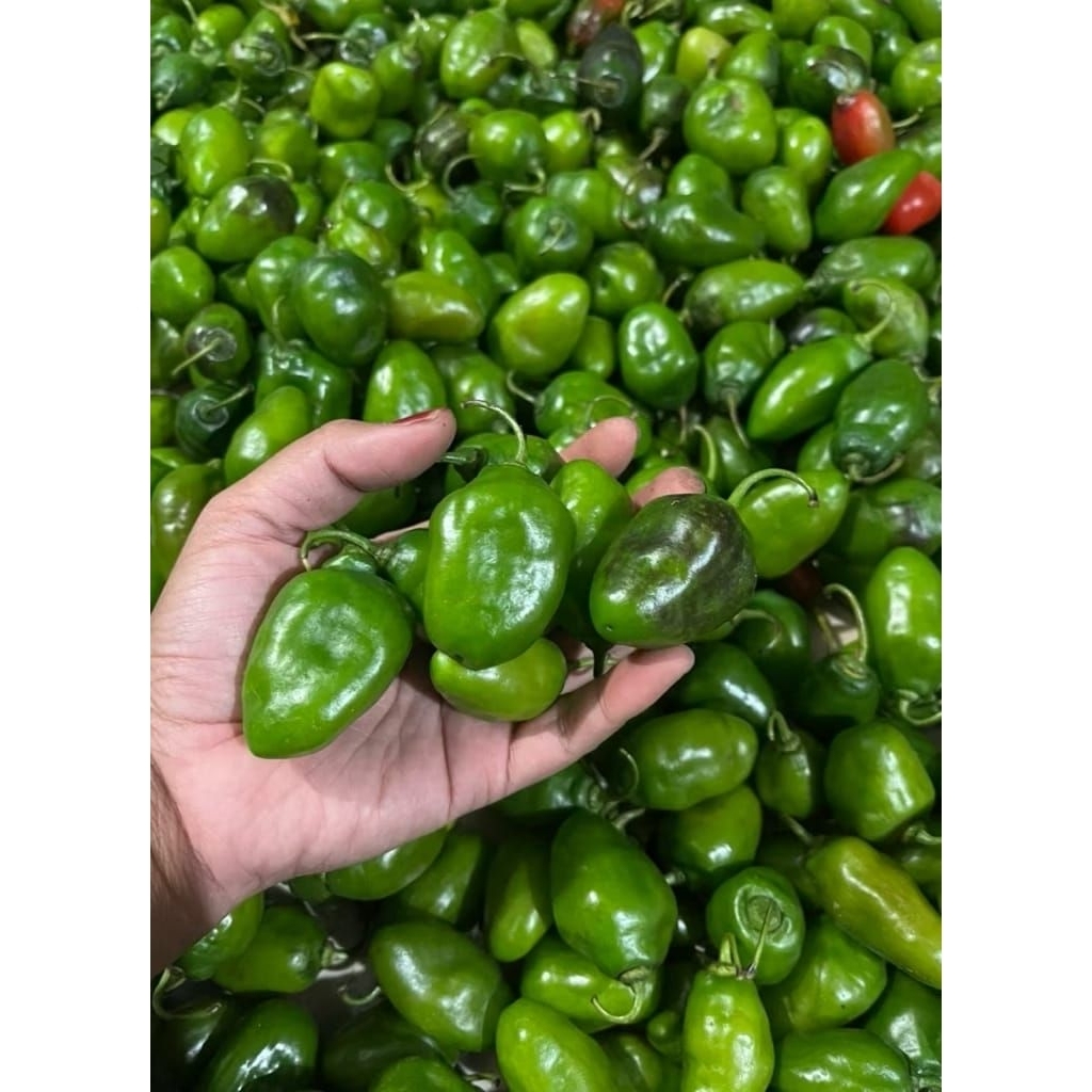 

Cabe Gendot / Bendot Segar Fres Isi 500g Paket Hemat Buah/Sayuran Cabe Gendot