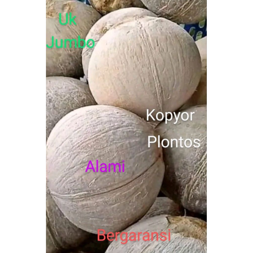 

kopyor Pati fres ukuran jumbo bergaransi, kupas plontos, tinggal di buka gak usah dikupas